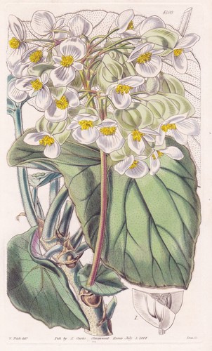 Begonia meyerii botanica fiore - begonia,