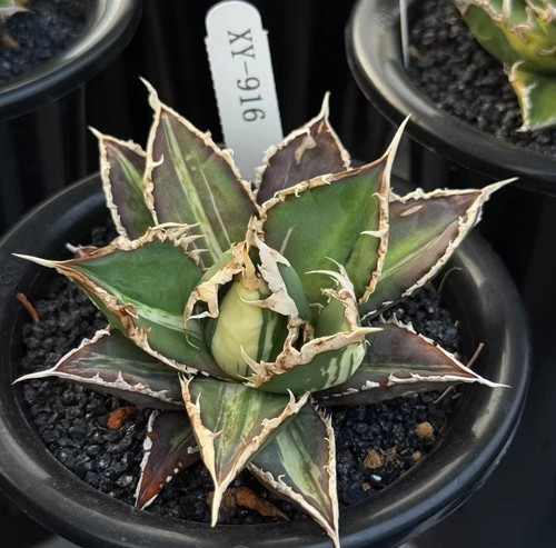 Rara pianta boutique agave - pianta,
