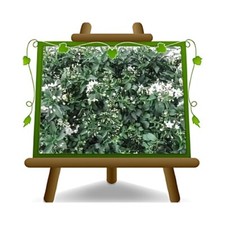 Solanum Jasminoides Gelsomino