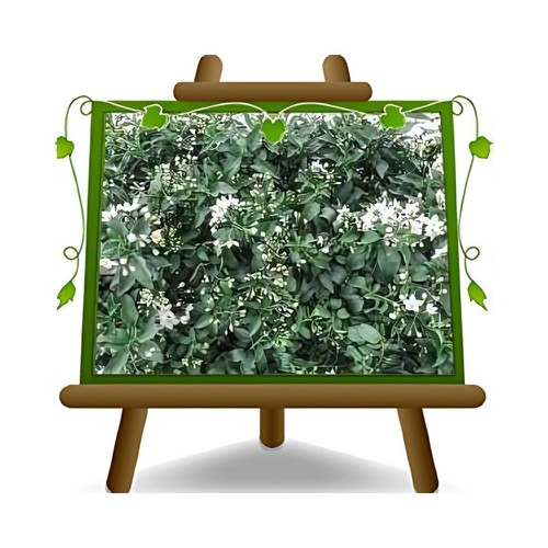 Solanum jasminoides gelsomino - solanum,