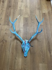 Corna di cervo decorazione /