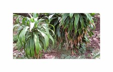 10x Dracaena aletriformis