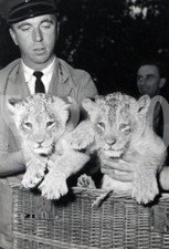 Foto vintage Animali, cuccioli di leone, Londra, 1961, stampa 21 x 15cm