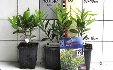 Laurus nobilis "Little Ragu" -