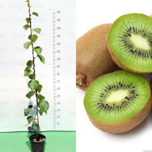 Pianta kiwi actinidia - pianta,