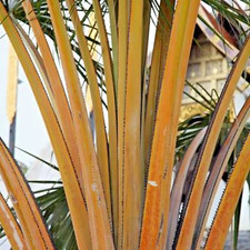 Corypha utan - Buri Palm - 20 - 25 cm, pianta, antipasto vivo