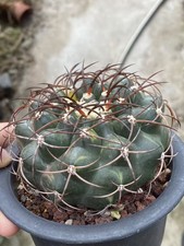 Discocactus ferricola coltivazione di semi variegati pianta succulenta WYSIWYG 11#