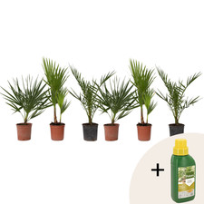 Plant in a Box 6 Palme da