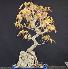 BONSAI ACERO SHOHIN Acer