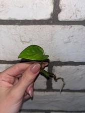 NODI MONSTERA ADANSONII