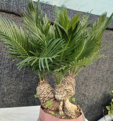 Cycas revoluta thunb - cycas,