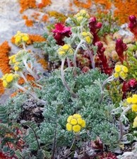 50 SEMI ARTEMISIA GLACIALIS, GENEPY + OMAGGIO