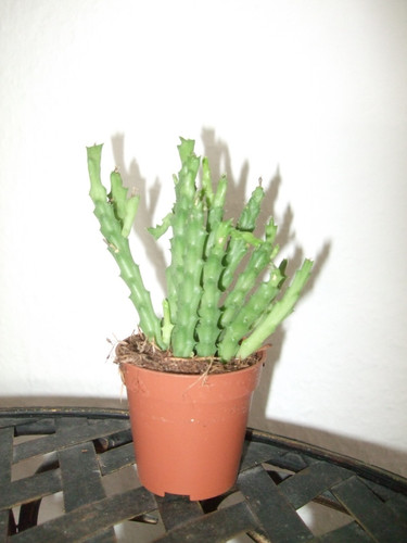 Ascleps stapelia huernia - stapelia, orbea