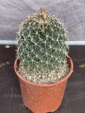 CORYPHANTHA MAIZ TABLASENSIS