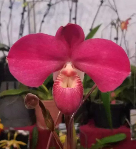 1growth orchid phragmipedium - orchid,