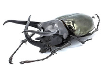 Dynastinae, Chalcosoma chiron