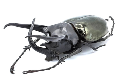 Dynastinae chalcosoma chiron - chalcosoma,