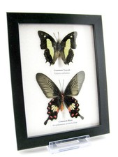 2 farfalle vere, imbottite