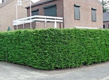 Siepe Cipresso di Leyland
