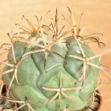 Coryphantha poselgeriana var. valida ,  pot 6,5 cm   (Cod. G006)