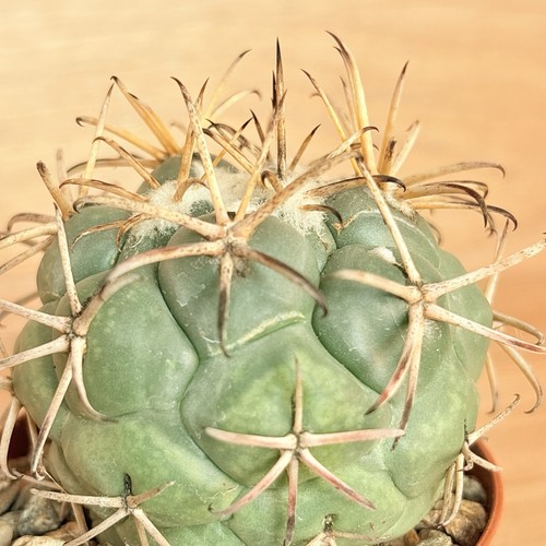 Coryphantha poselgeriana var
