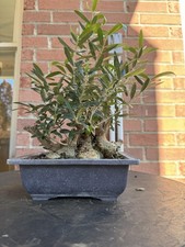 Olive Bonsai Tree