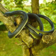 serpente finto realistico