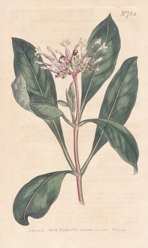 Rauvolfia serpentina radice - radice, di