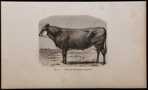 1860 toro razza fiammingo - -,