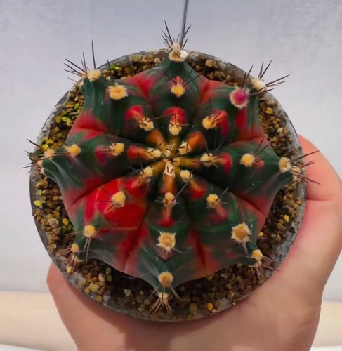 Gymnocalycium mihanovichi