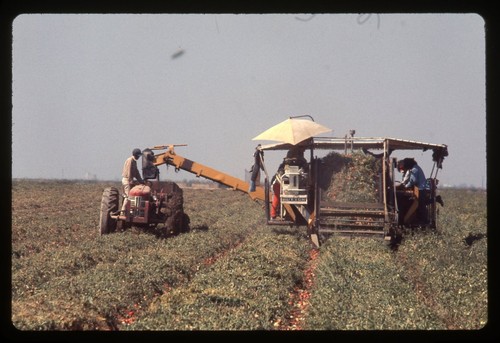 Sl26 slide 1980 - 1980, raccolta