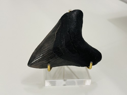 Dente megalodonte americano - dente,