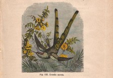 Stampa UCCELLO MOSCA COLIBRI'