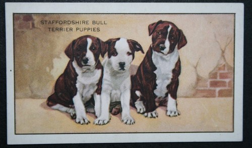 Staffordshire bull terrier - bull,