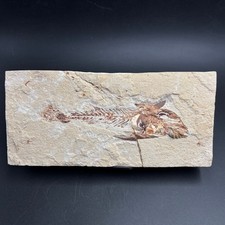 Coccodus insignis fossil fish – Cretaceous Cenomanian, Lebanon – rare slab 19 cm