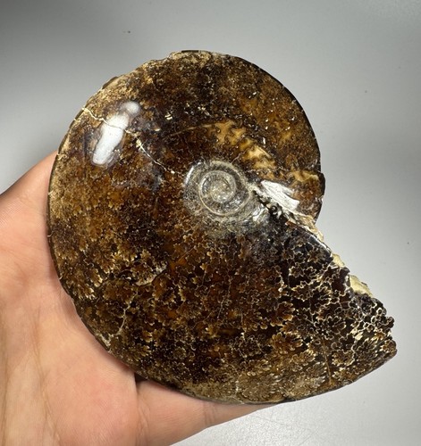 Placenticeras ammonite fossil - placenticeras,