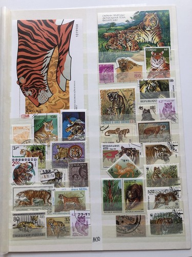 Collezione tiger pagina - su,