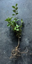 Japanese Boxwood Pre Bonsai