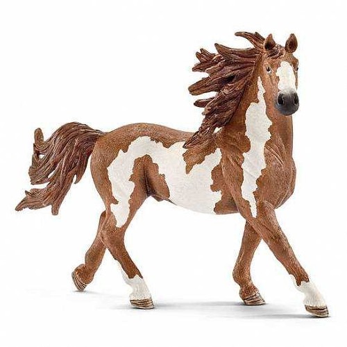 Stallone pinto animali - stallone,