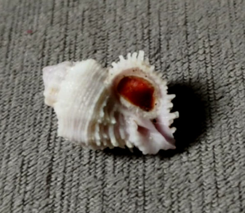 Coralliophila bulbiformis