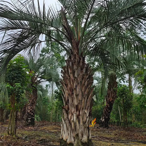 Semi butia odorata gelatina - 25,