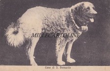 Animali: Cane di S. Bernardo