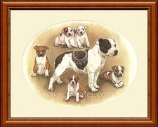 Stampa STAFFORDSHIRE BULL