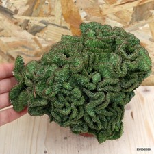 Euphorbia horrida crestata