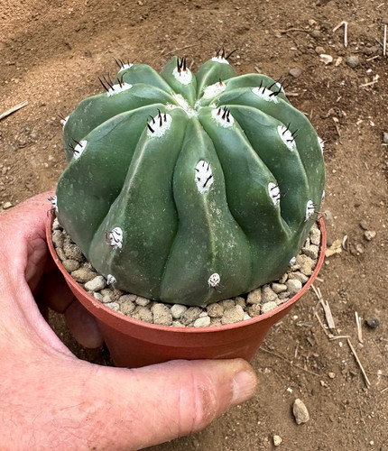 Melocactus maxonii inermis - melocactus,