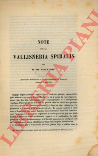 Parlatore note sur le - parlatore,