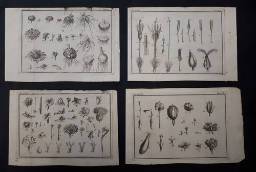 Botanica lotto 4 stampe - lotto,