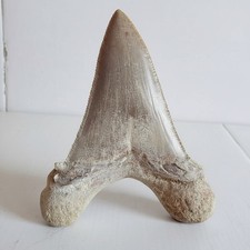 Dente squalo fossile super - dente,