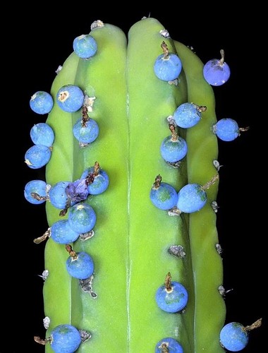 Myrtillocactus geometrizans - myrtillocactus,