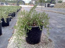Rosmarino Prostrato - pendulo